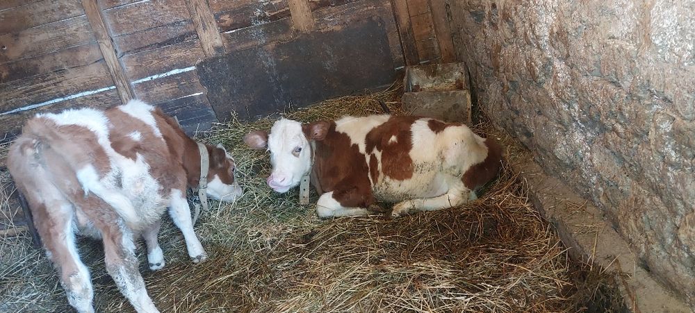 Vitei ,Baltata  romaneasca