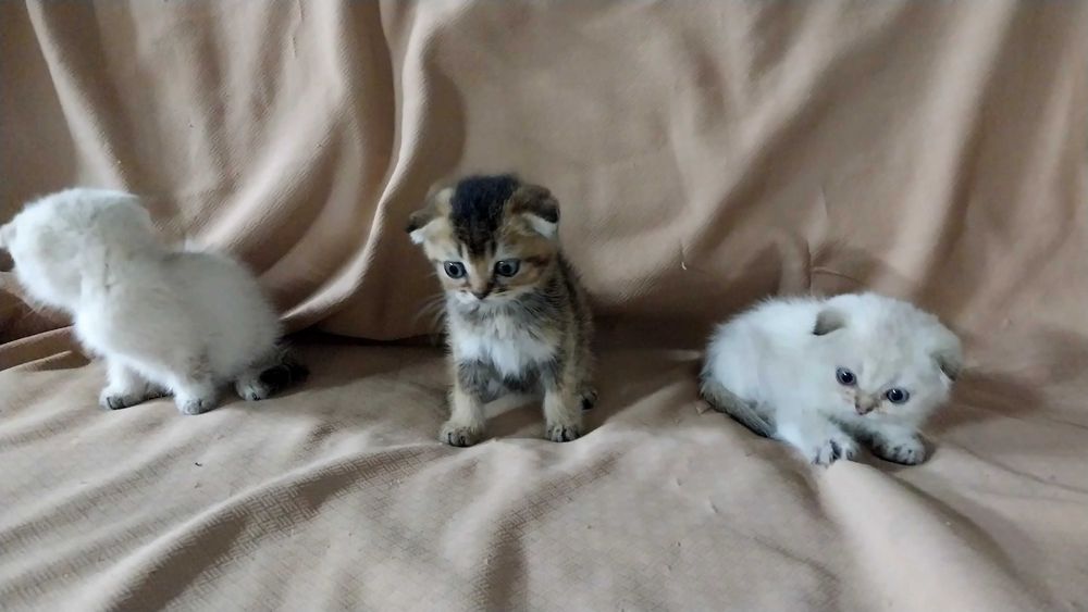 Очаровательные шотландские котята в добрые руки!