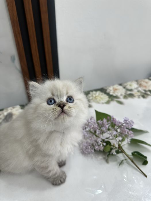 Zotdor mushuk bolalari