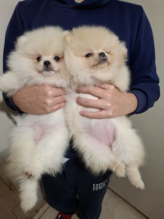 Померан малък шпиц момичета