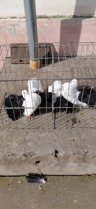 Porumbei voltat alb cu coadă neagră