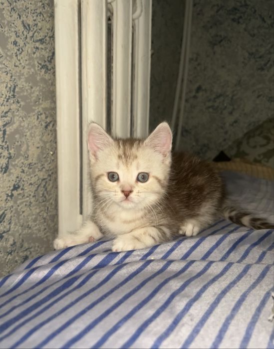 Продам котёнка мальчика пишите на ватцап