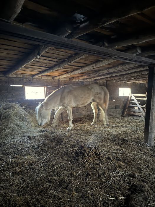 Продам жеребец .