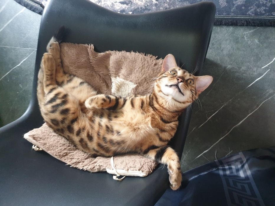 Продам Бенгальского кота 20000