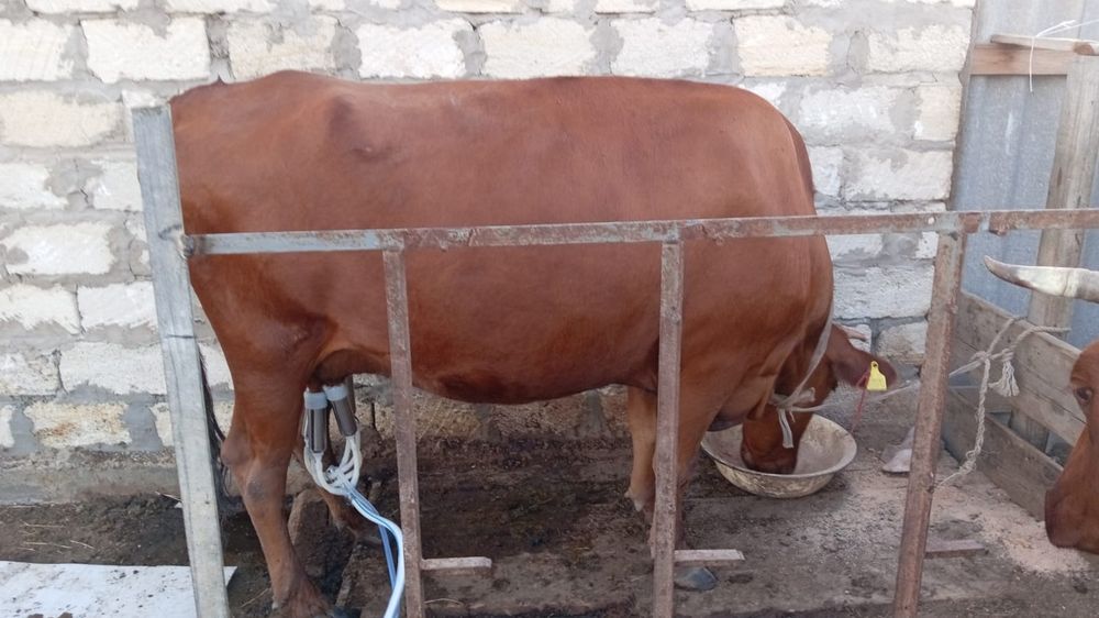 Продам дойную корову