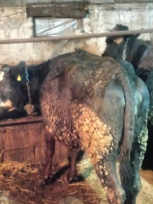 Сельхозживотное карова