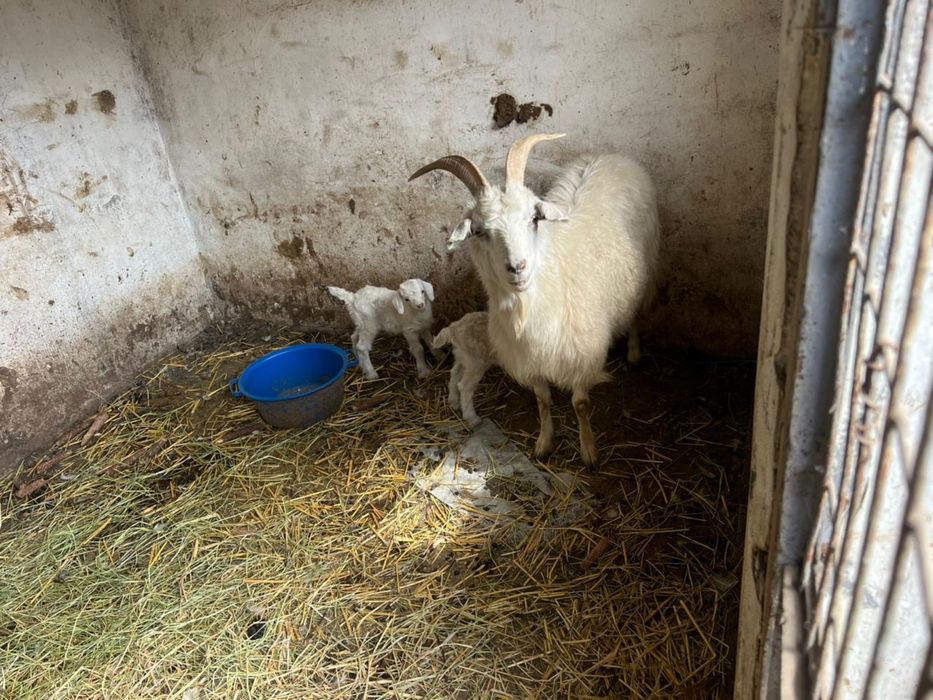 Бараны ягнята матки кошкар