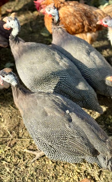 Schimb următoarele păsări cu găini tinere  de țară