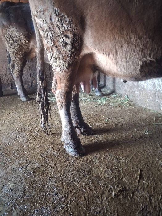 Vand 2 vaci foarte bune