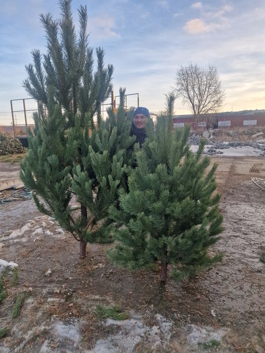 Елки новогодние сосна