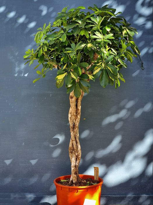 Драцена, Аглаонема, Пальма, Комнатные Растения, Орхидея, Орхидеи