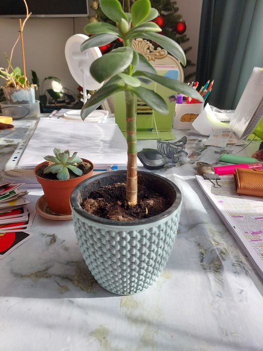 Денежное дерево не дорого