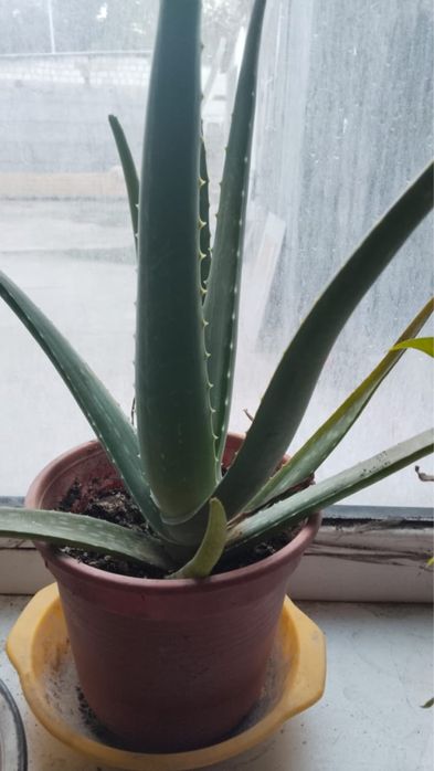 Домашние цветы разное