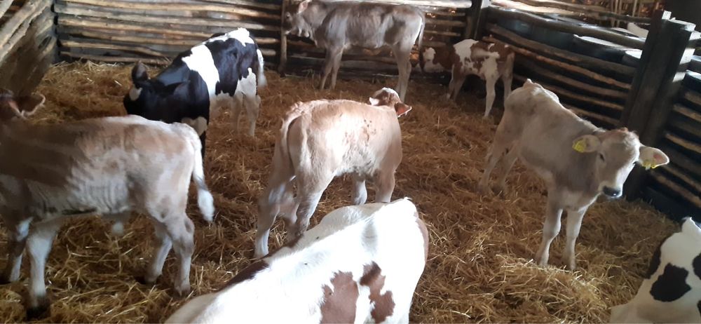 Vând viței înțărcați