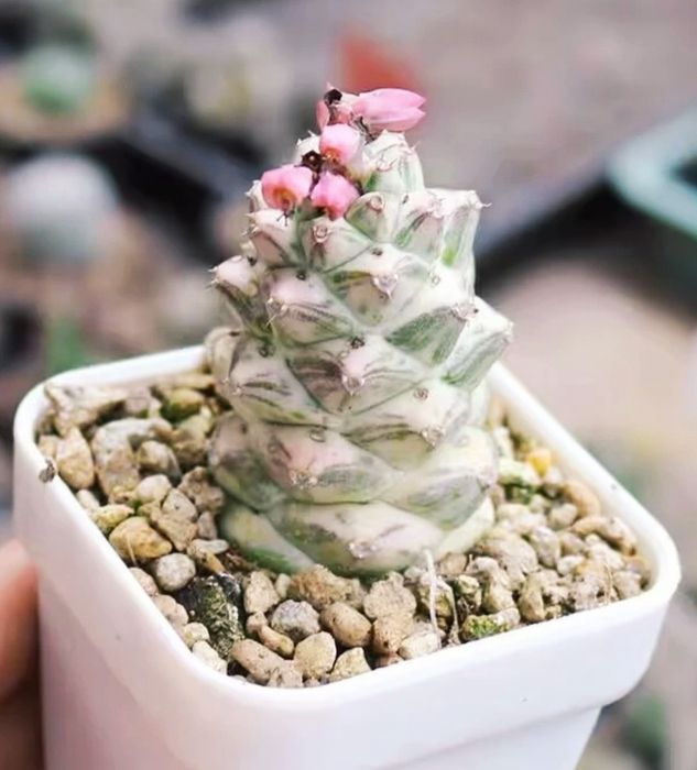 Euphorbia Growing Variegata