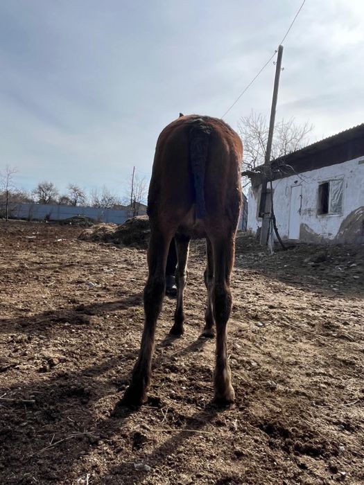 Тай……………………………..