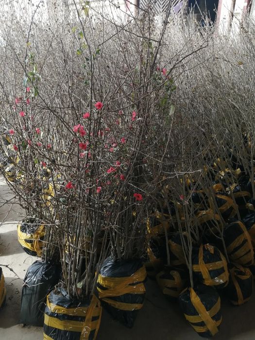 Archa gular Dekarativni