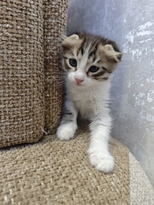Вислоухий котенок / 2.5 месяца / mushukcha /