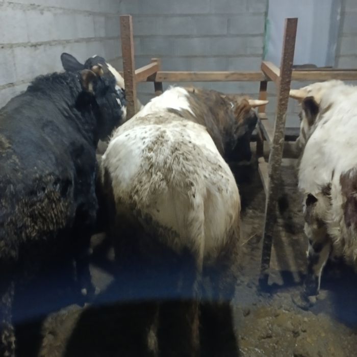Продам 3 быка  стоят на откорме
