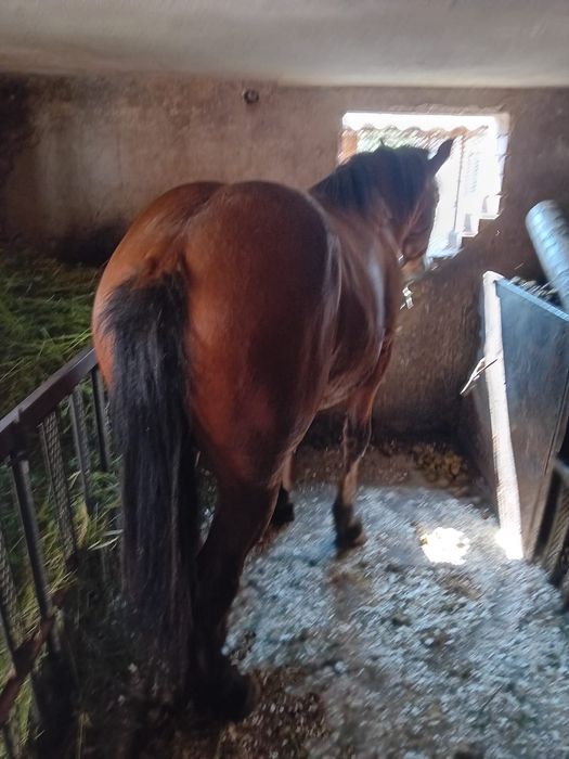 Vând armăsar de 2 ani