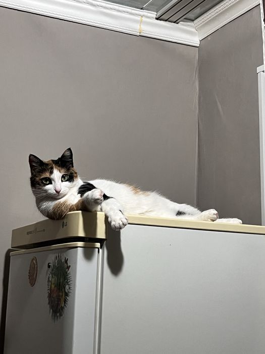 отдам кошку в добрые руки