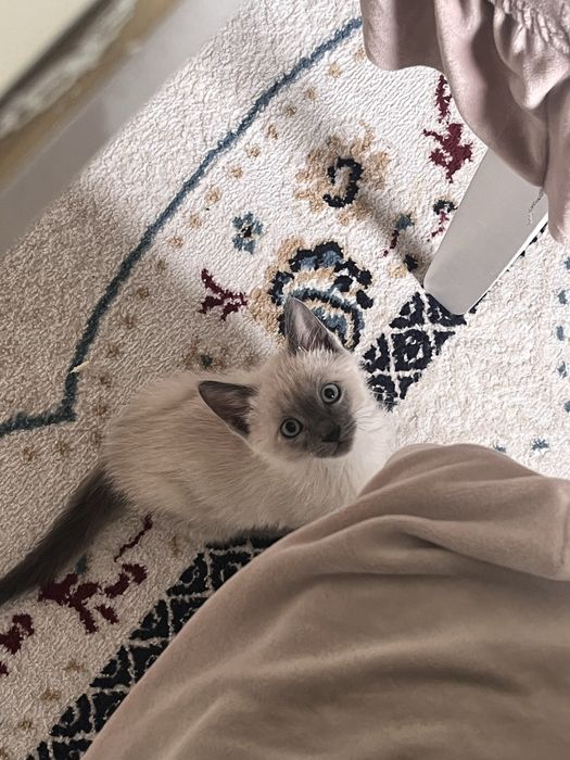 Котенок, мальчик еще не купили
