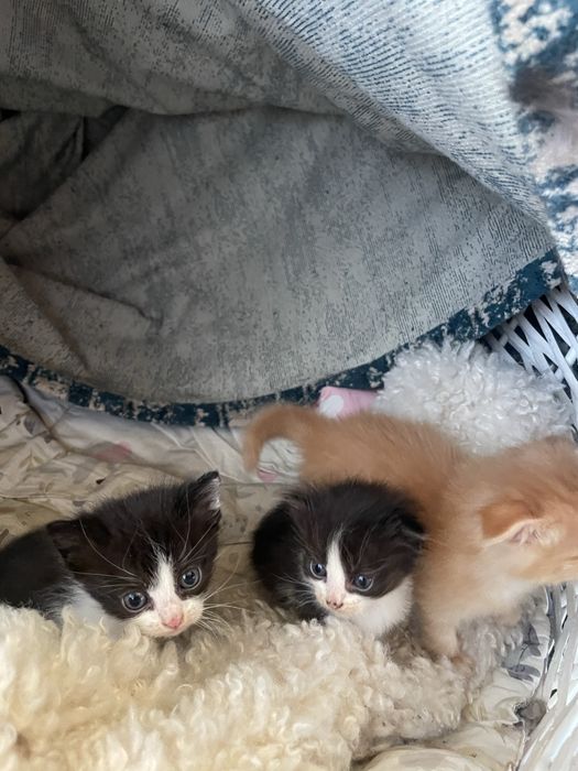 Котята вислоухие