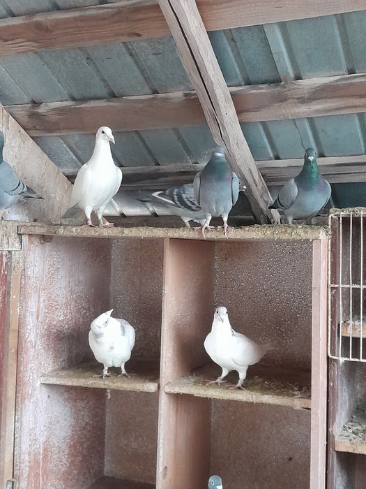 Vând porumbei voiajori