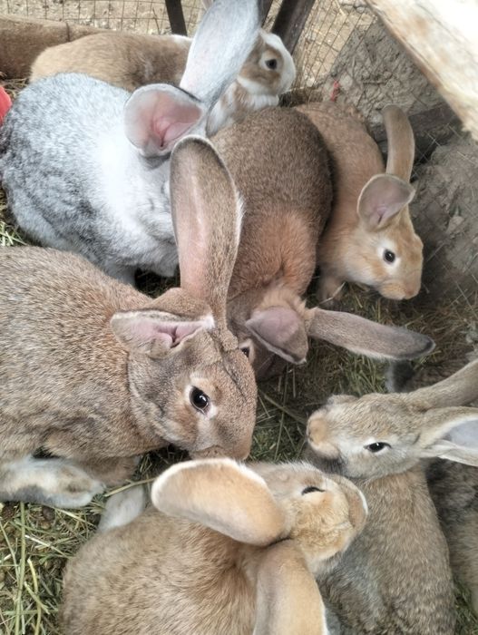 Продам кролика..