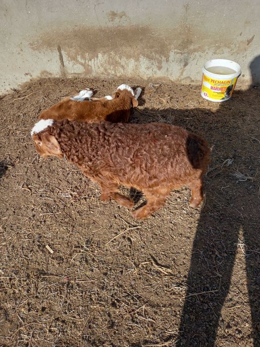 Қозы, лақтар сатылады.