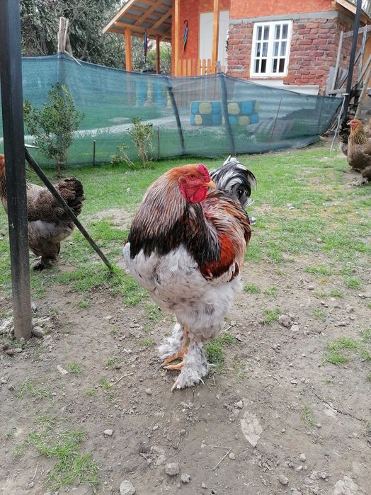Vând oua: Brahma portelan și Brahma potarnichiu