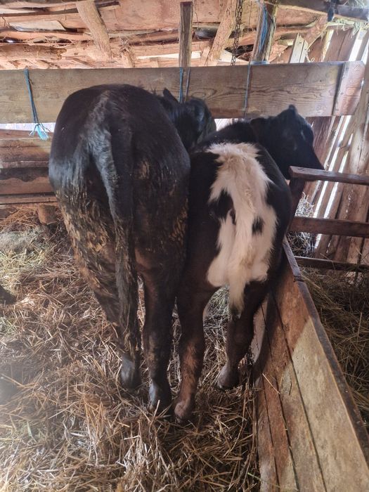 Vand 15 vitei frumosi si grasi