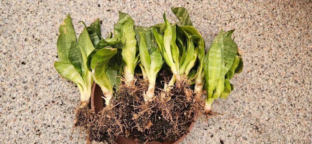 Sansevieria pitica pui -