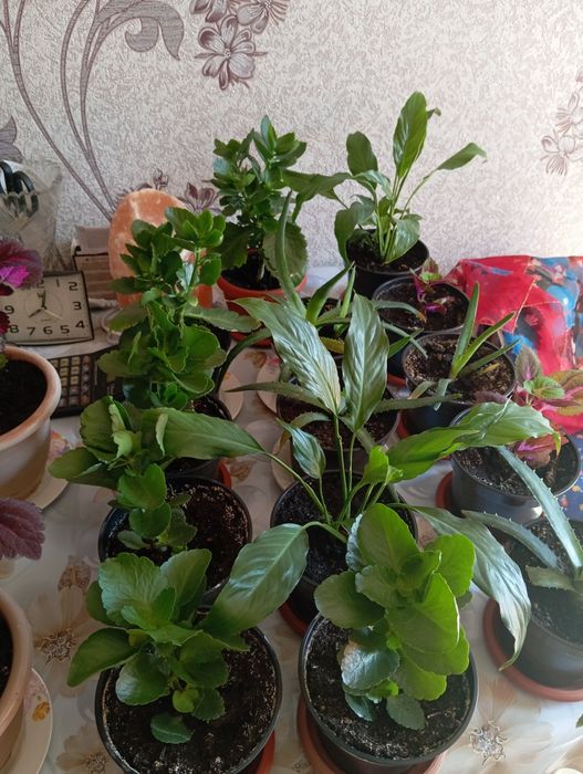 Продаются комнатные цветы