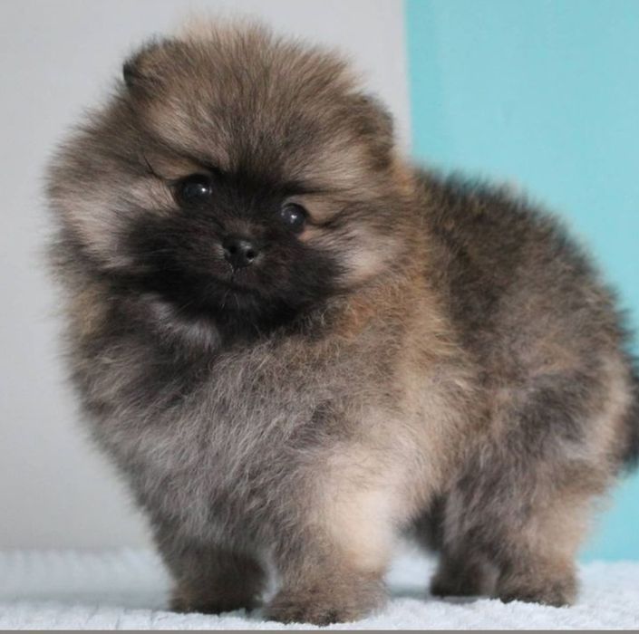 Померан миниатюрен