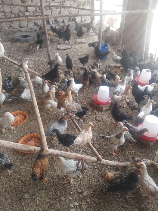 Jaydari jo'jalar tuxumga go'shga barakali zotlari