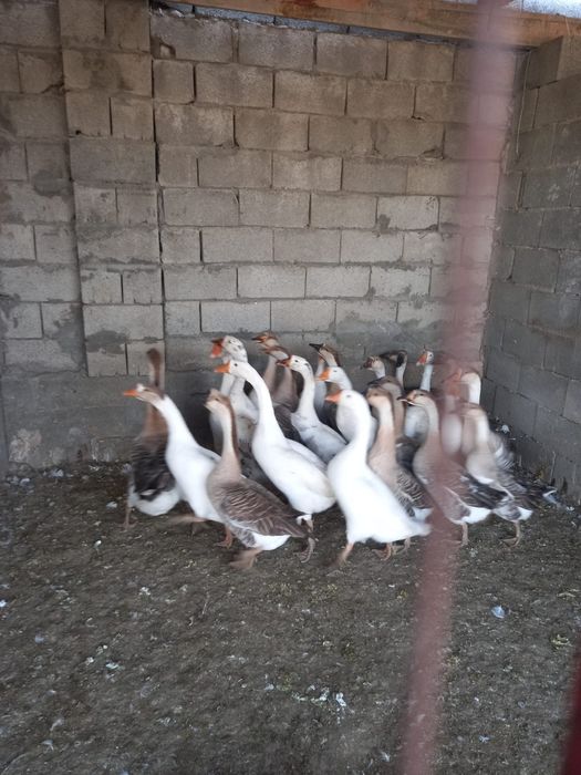 Гуси.              .