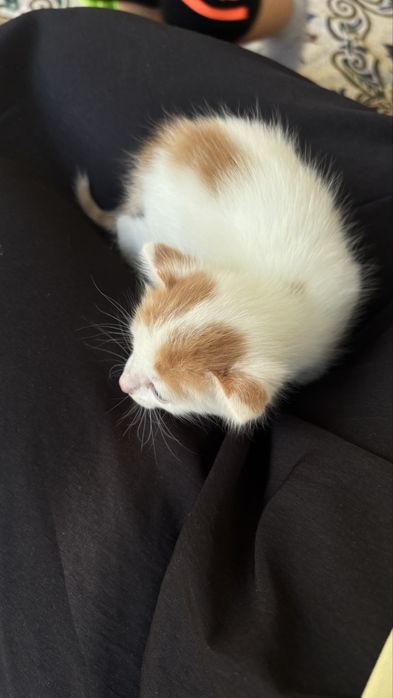 Отдам котёнка в добрые руки