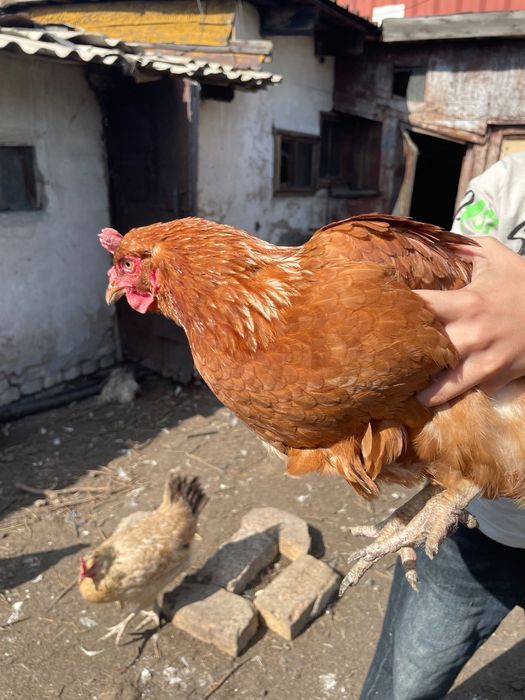 Продам кур , цыплят , кроликов