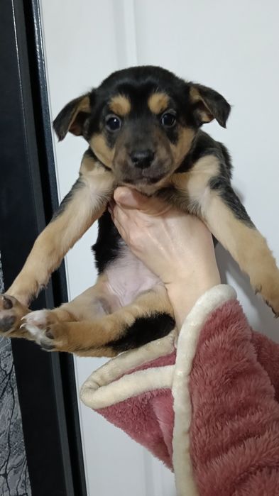 Отдам щенят в любящие и добрые руки