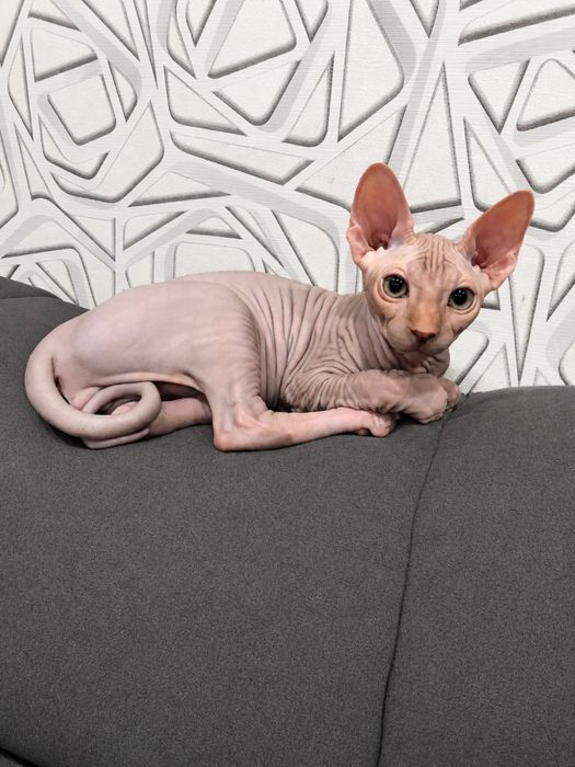 Котята Канадский сфинкс