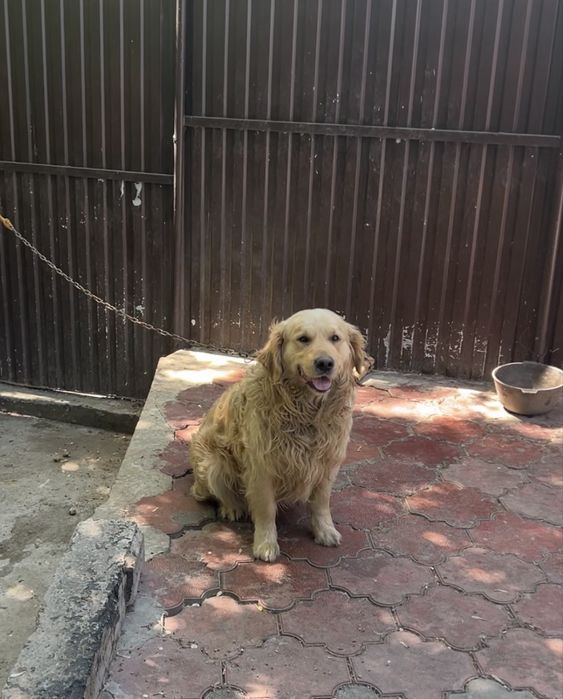 Золотистый ритривер отдам в хорошие руки