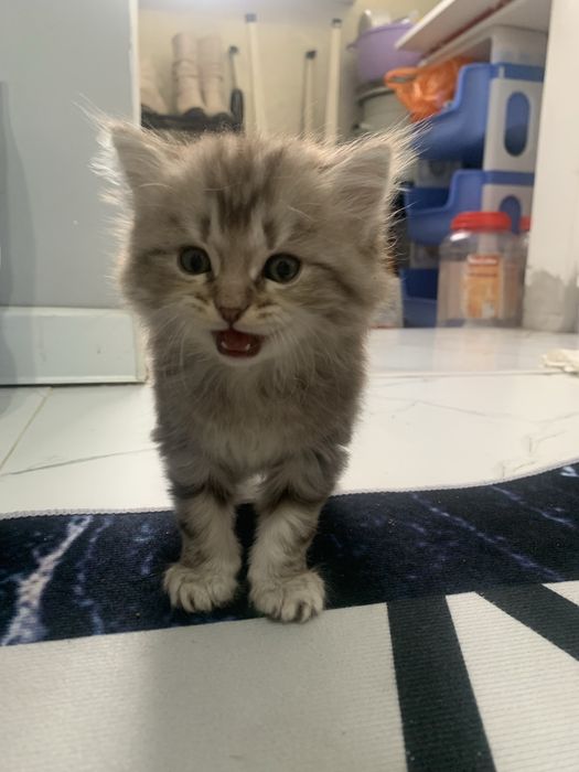 Проадется котенок пародистая