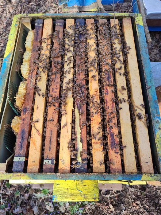 Пчелни семейства без кошери