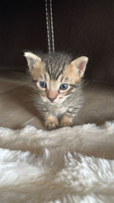 Домашно Котенце с Доставка