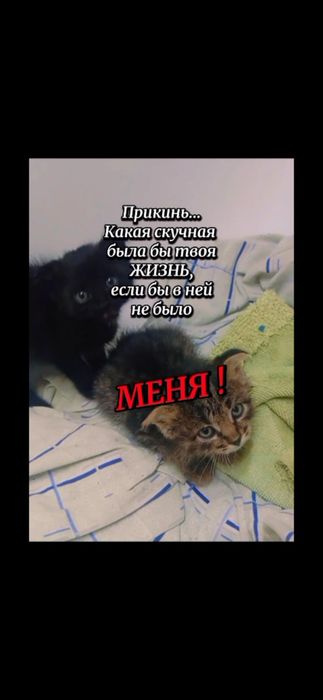 Срочно котята на улице