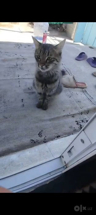 Мушук зоти маин коон
