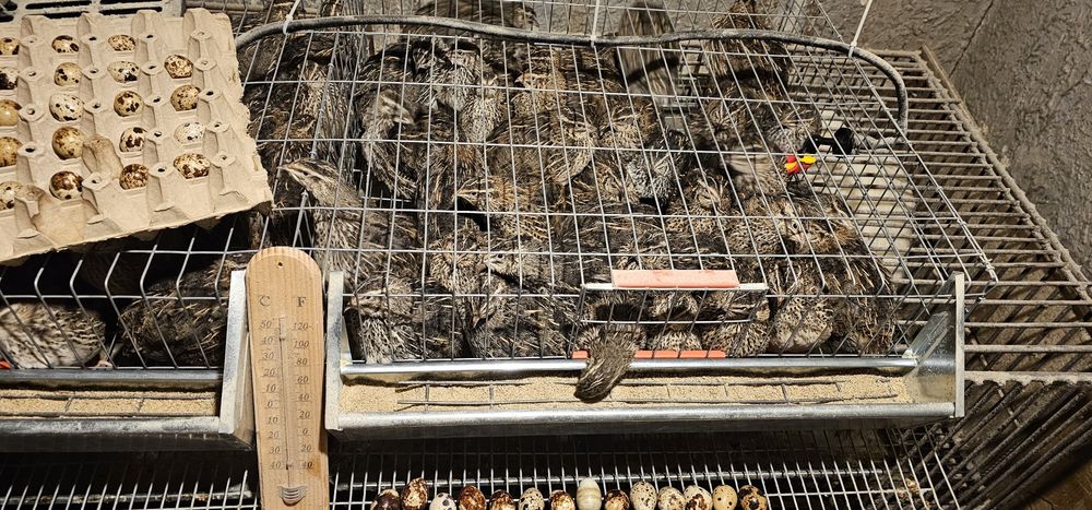 Vand ouă de prepeliță 0.20 lei bucata