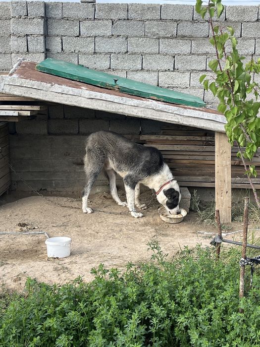 Алабай сатылады