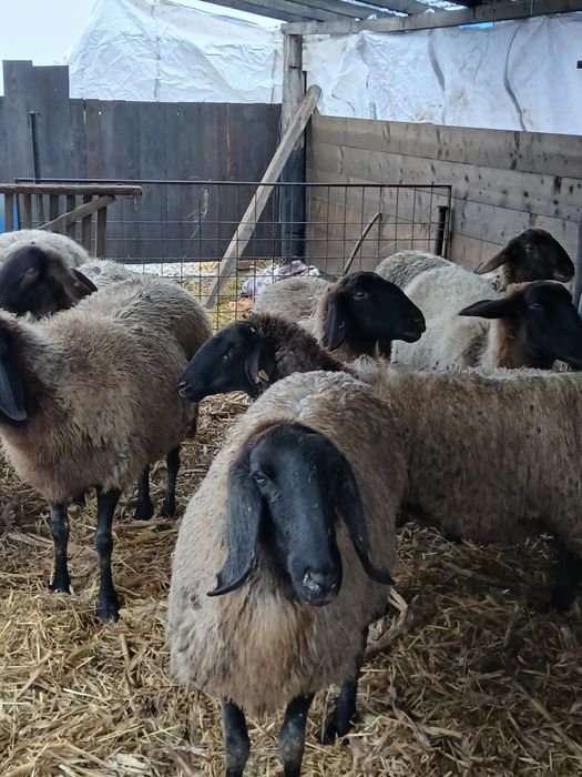 Vand 11 oi carabase tinere